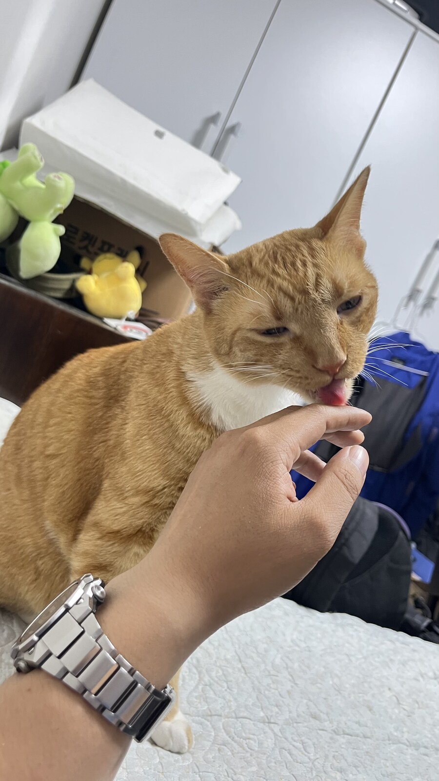 고양이가 자꾸 핥아댐_2.jpg