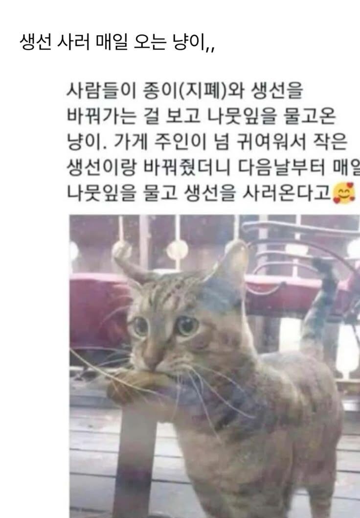 사람들이 생선을 구매 하는걸 본 고양이.jpg_1.jpg