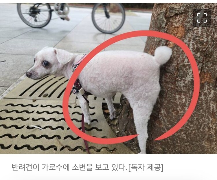 뉴스에 박제된 강아지_1.jpg
