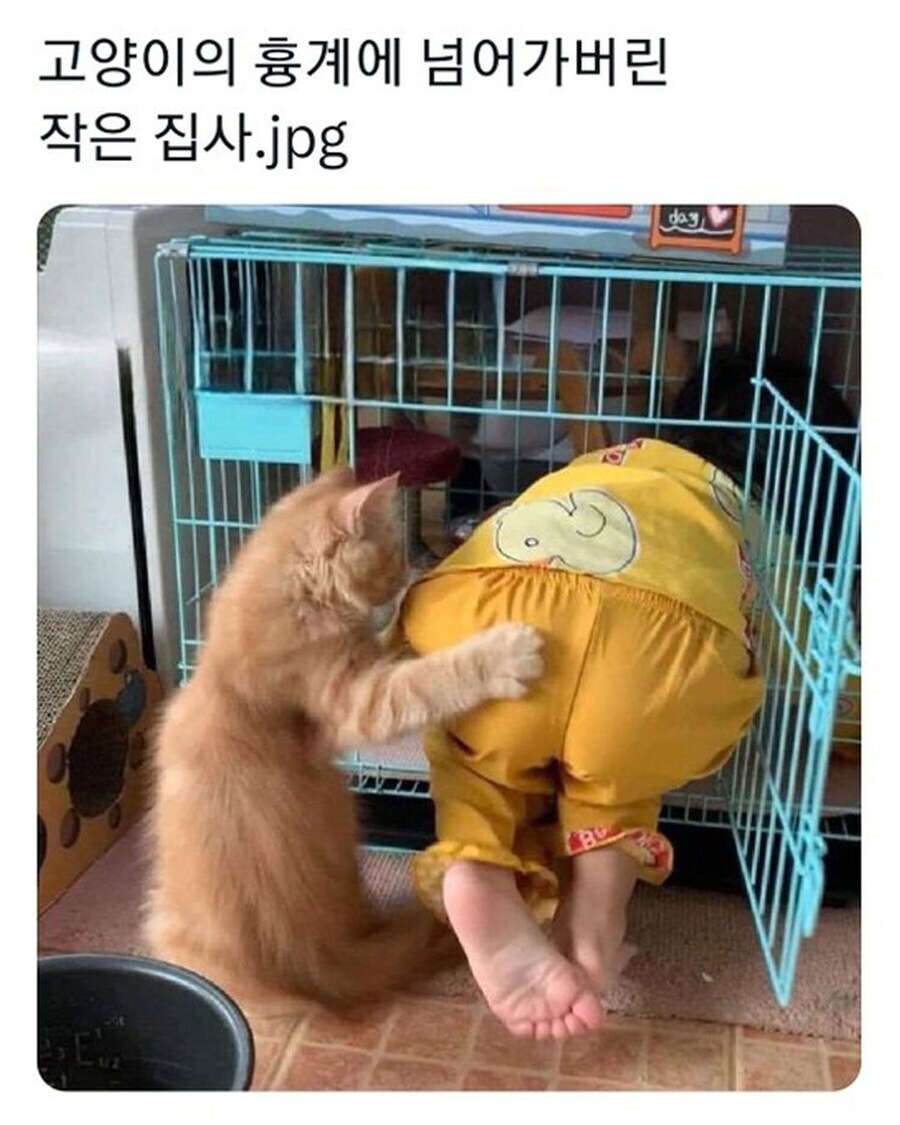 반란을 일으킨 고양이.jpg_1.jpg