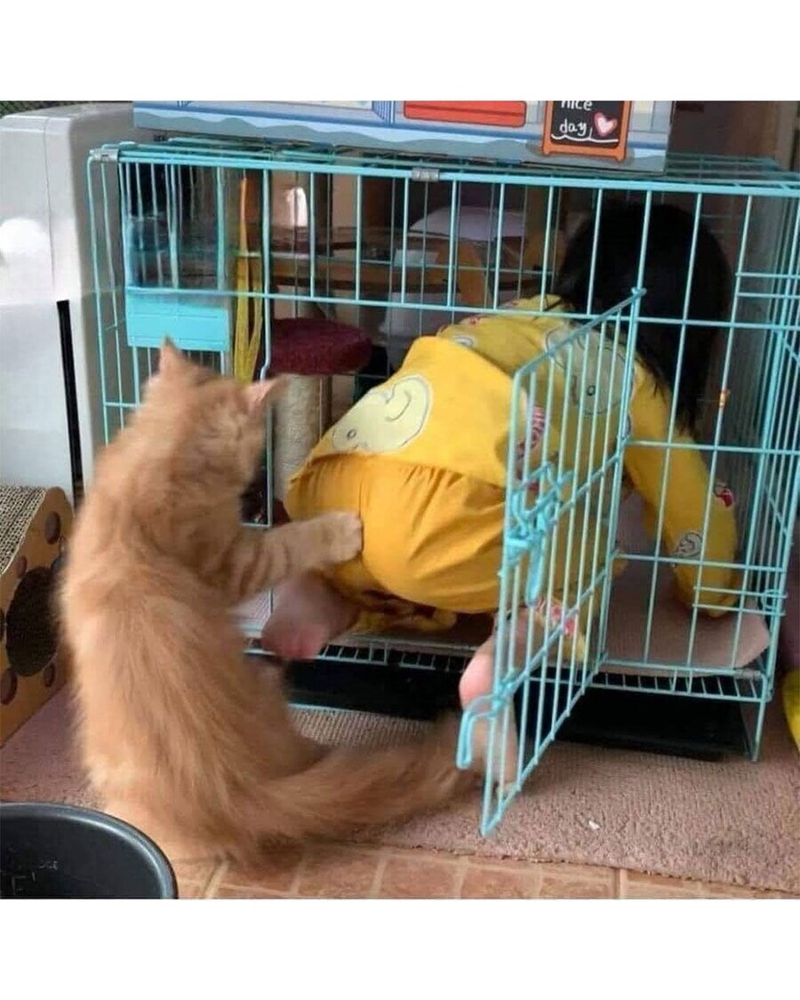 반란을 일으킨 고양이.jpg_2.jpg