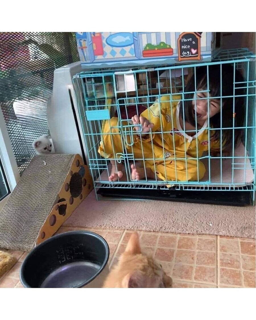 반란을 일으킨 고양이.jpg_3.jpg