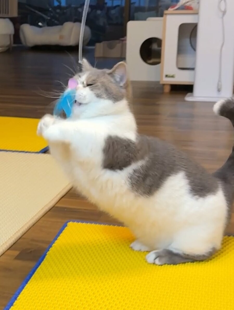 귀요미 냐옹이.._3.jpg