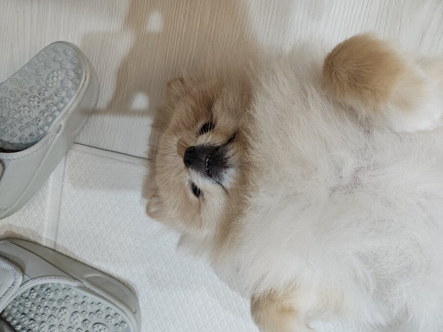 오늘자 우리집 댕댕이 근황_3.jpg