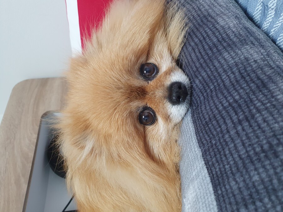 난 이게 마지막 사진일 줄은 꿈에도 몰랐었음_1.jpg