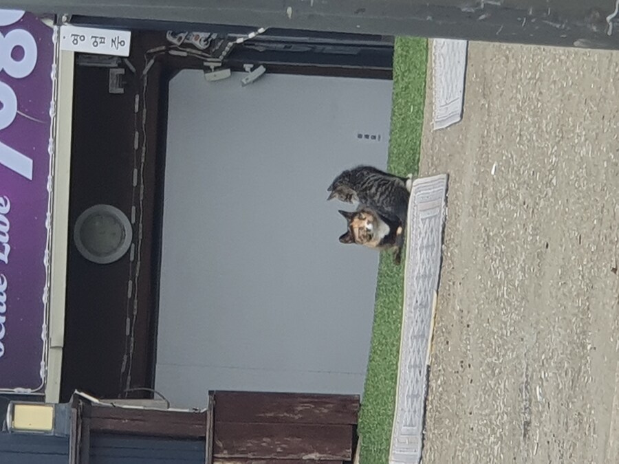엄마냥이와 아기냥이_2.jpg