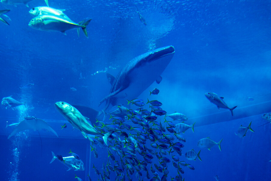 지인 부부와 오키나와를 함께 가게 된 스토리 +여행 가이드(스-압)_39.jpg