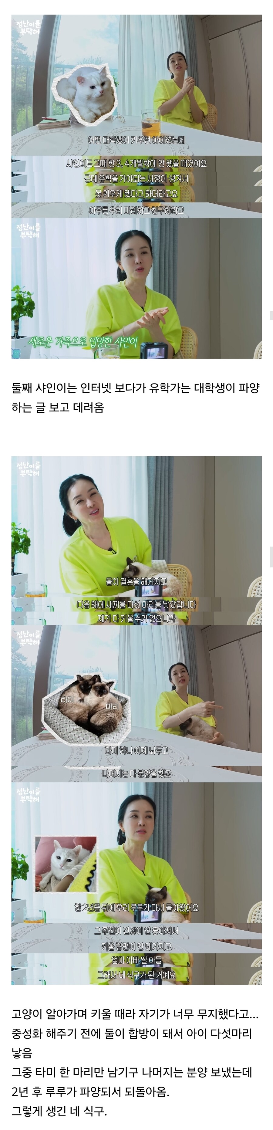품종묘만 키우냐고 욕먹은 배우 김정난.jpg_2.jpg