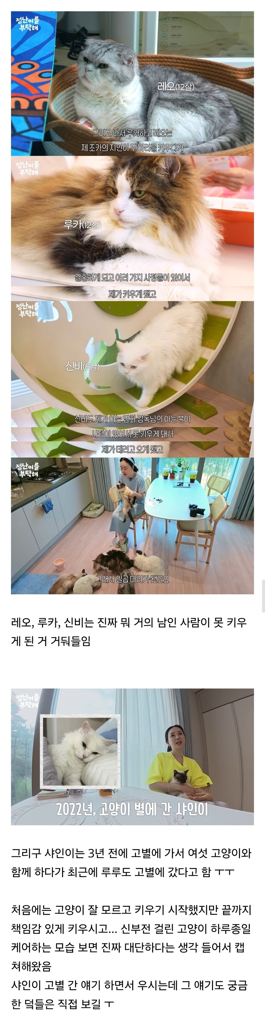 품종묘만 키우냐고 욕먹은 배우 김정난.jpg_3.jpg