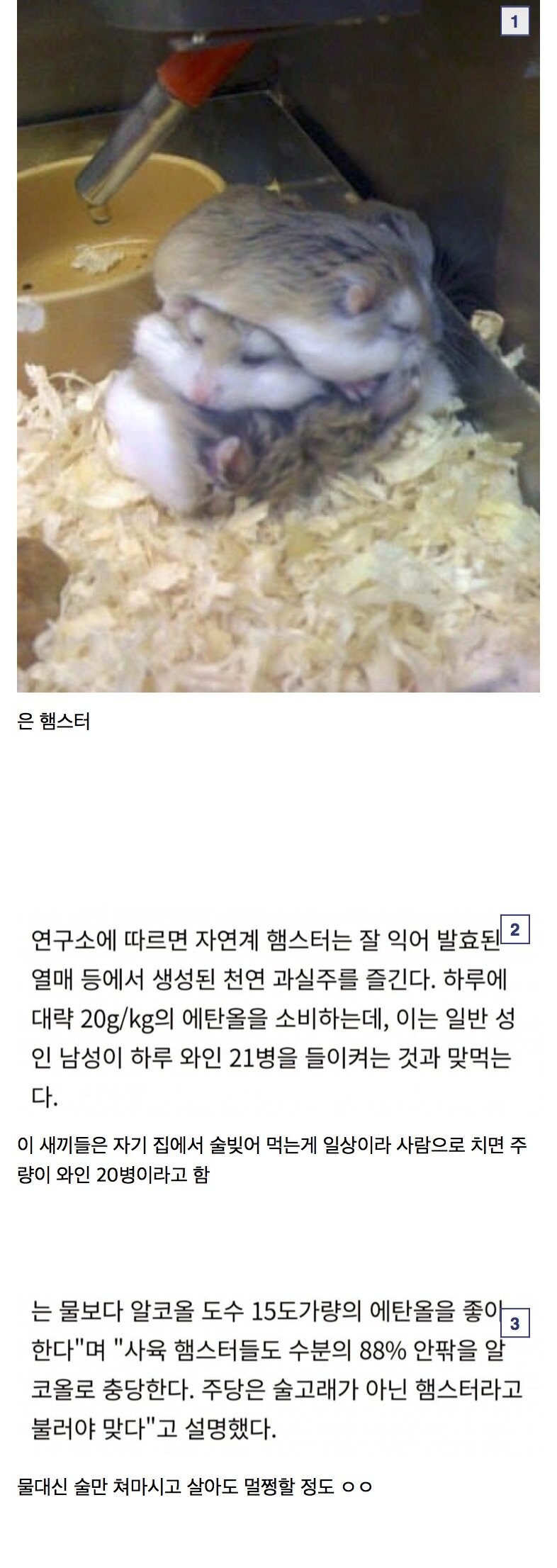 의외로 동물계 주량 원탑 생물.jpg_1.jpg