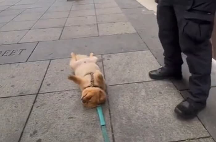 케이팝데몬) 한국계 제작진들이 자꾸 드러누웠던 이유_3.jpg