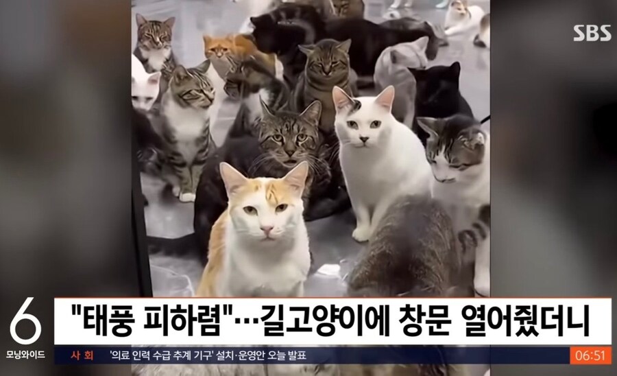 고양이들 태풍피하라고 집창문 열어줬더니.jpg_2.jpg