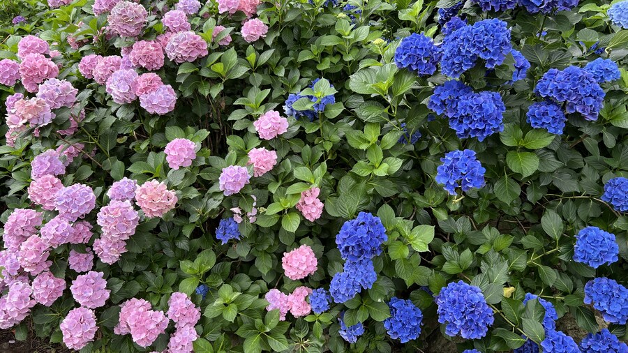 부산 사는 남자의 2025년 06월 먹부림. (※스압, 데이터)_255.jpg