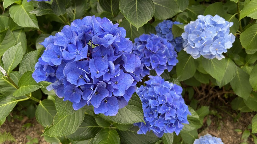 부산 사는 남자의 2025년 06월 먹부림. (※스압, 데이터)_256.jpg