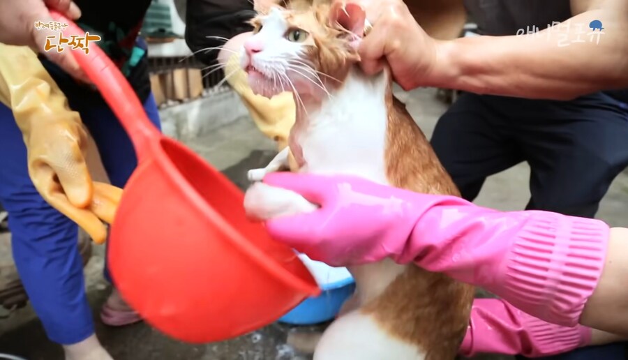 혐) 산체로 삶아지는 고양이...jpg_6.jpg