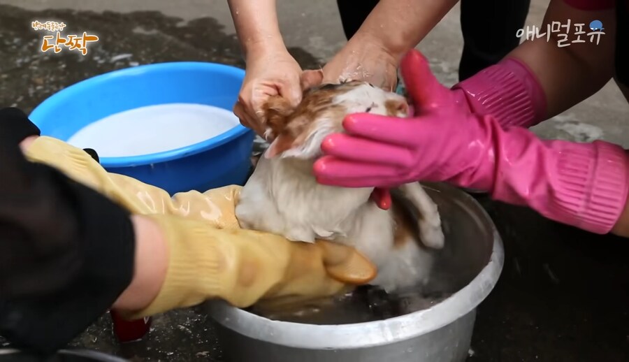 혐) 산체로 삶아지는 고양이...jpg_7.jpg