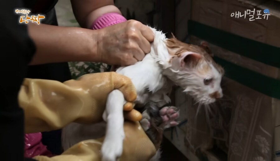 혐) 산체로 삶아지는 고양이...jpg_9.jpg