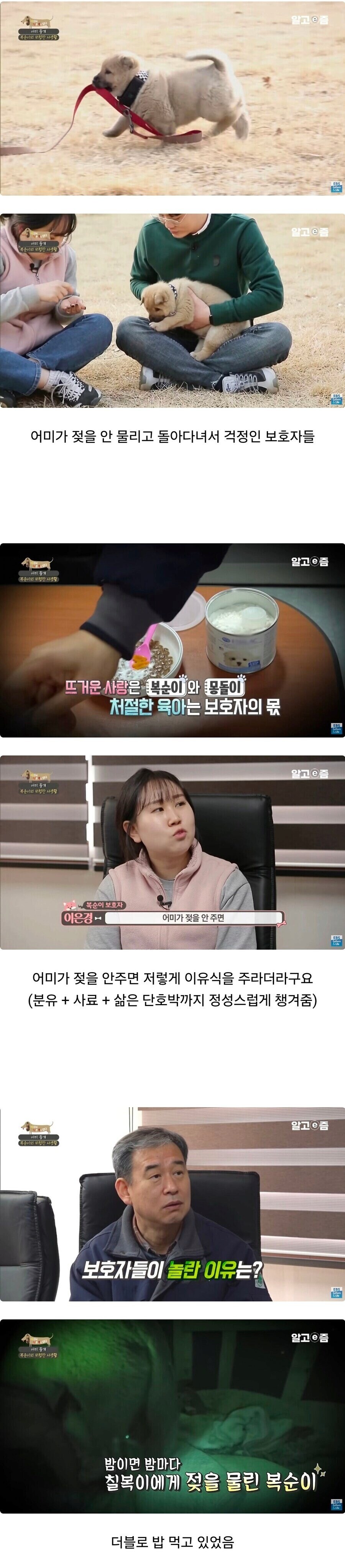 어미가 젖 안 물려 걱정인데 이상하게 통실한 5주차 아기 댕댕이_1.png