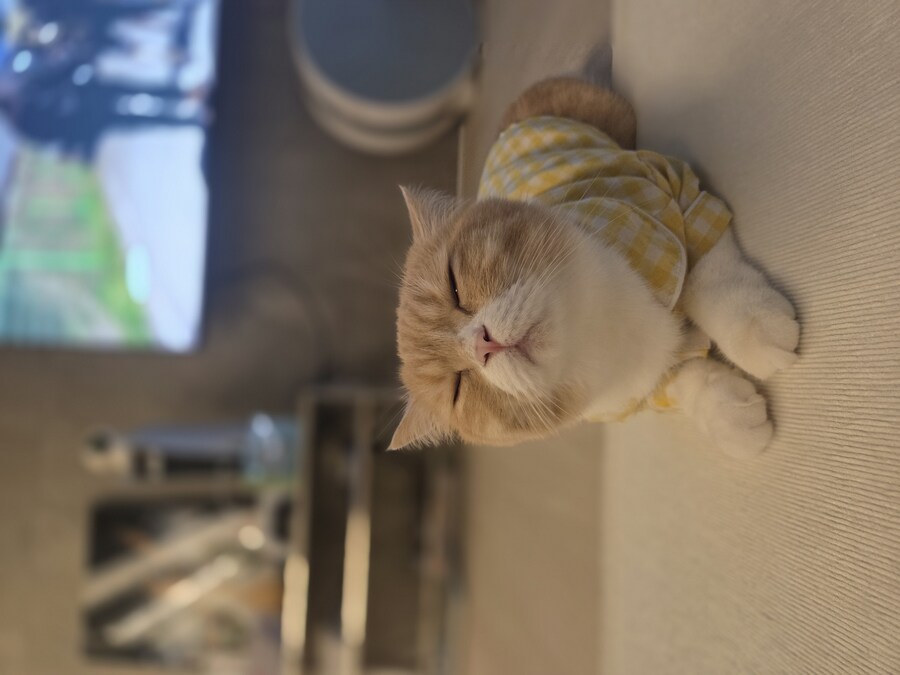 울집냥이 보고가라_1.jpg