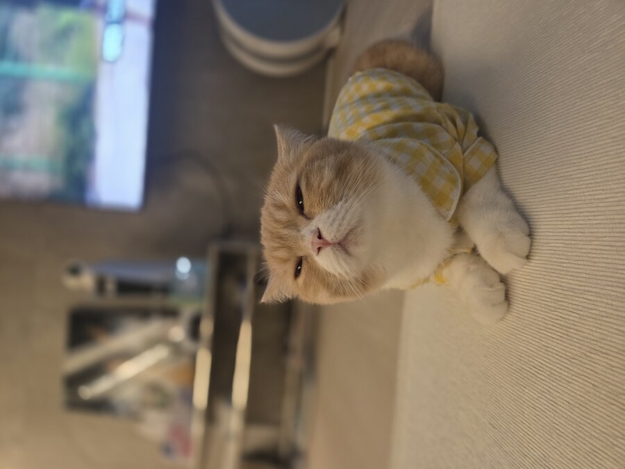 울집냥이 보고가라_2.jpg