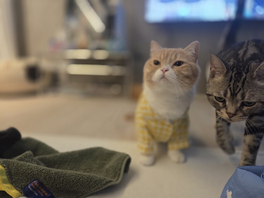 울집냥이 보고가라_5.jpg