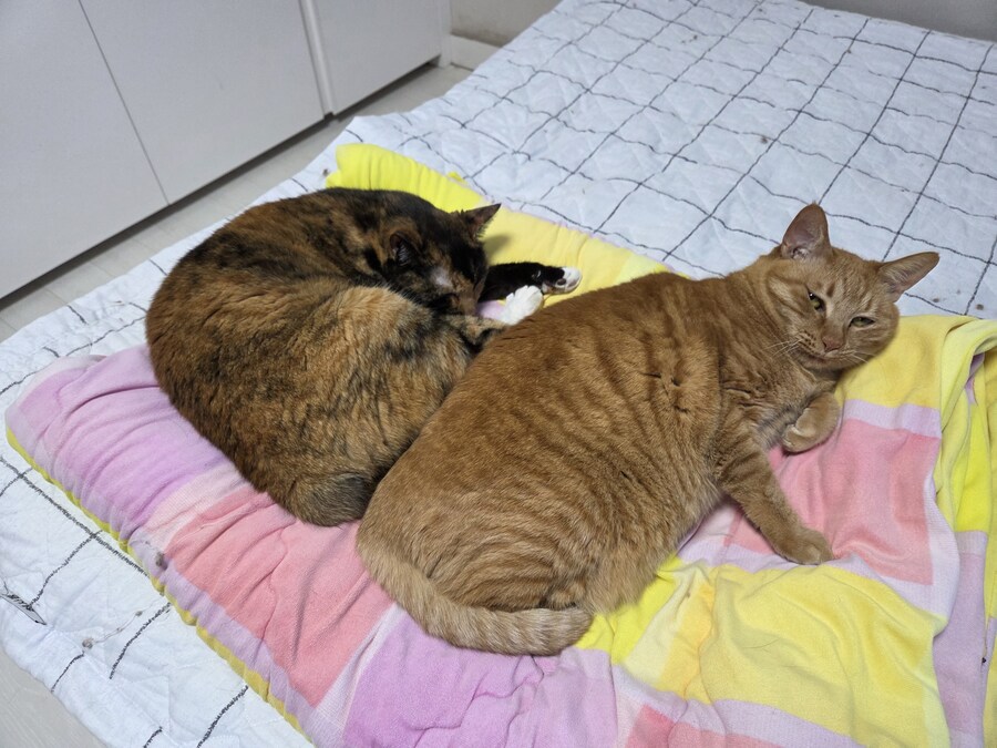 전 고양이를 학대하는게 취미입니다_1.jpg