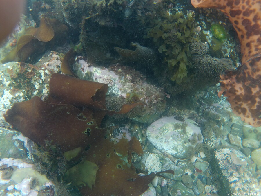 스압주의) 부산바다 스노클링_1.jpg