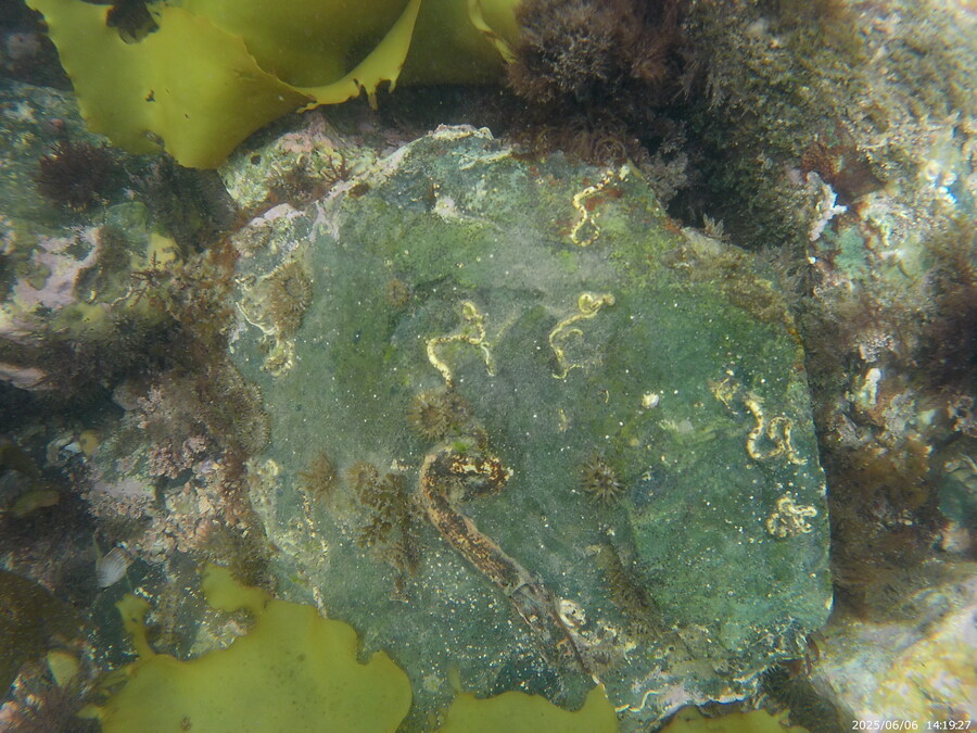 스압주의) 부산바다 스노클링_3.jpg