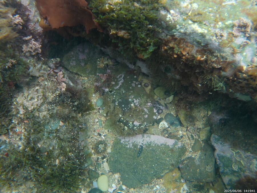 스압주의) 부산바다 스노클링_8.jpg