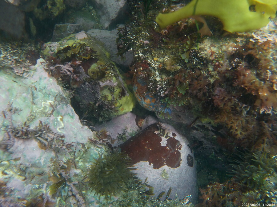 스압주의) 부산바다 스노클링_10.jpg