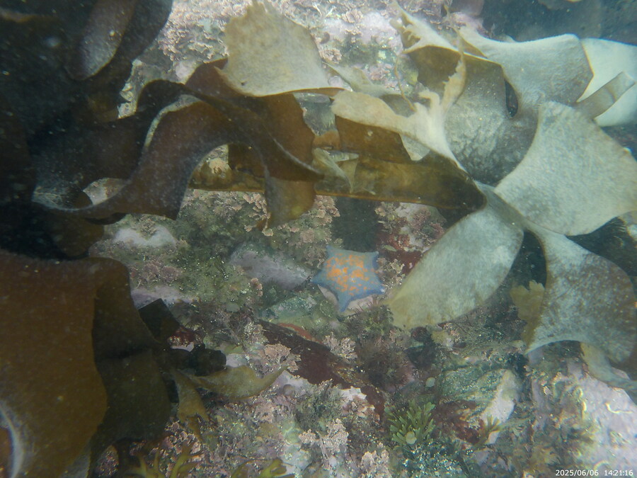 스압주의) 부산바다 스노클링_11.jpg