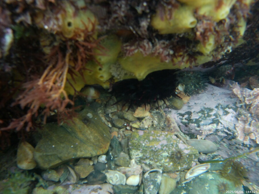 스압주의) 부산바다 스노클링_16.jpg