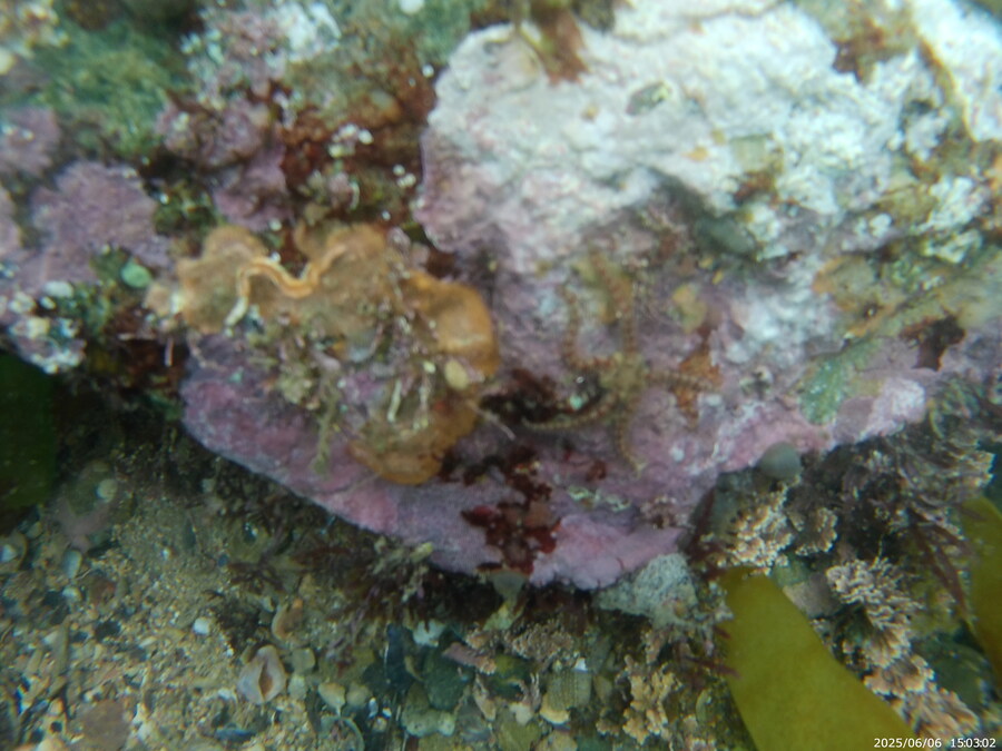 스압주의) 부산바다 스노클링_18.jpg