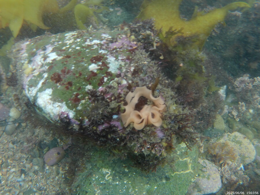 스압주의) 부산바다 스노클링_19.jpg