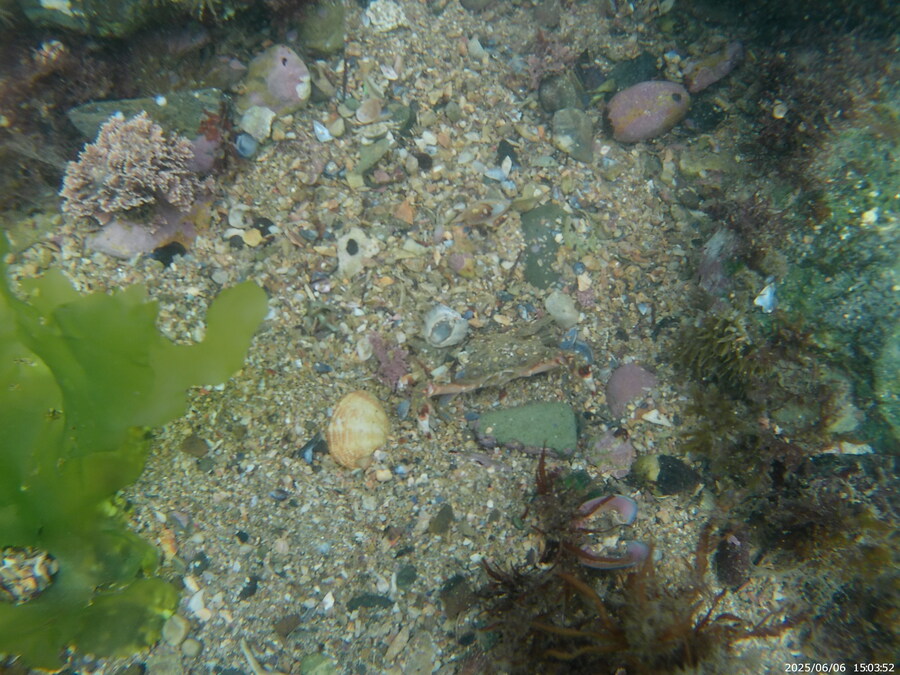 스압주의) 부산바다 스노클링_20.jpg