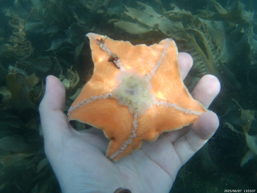 스압주의) 부산바다 스노클링_21.jpg