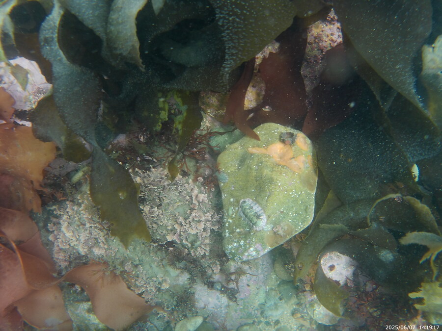 스압주의) 부산바다 스노클링_25.jpg