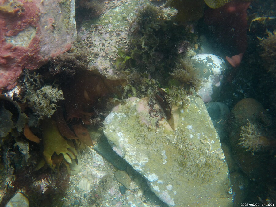 스압주의) 부산바다 스노클링_23.jpg