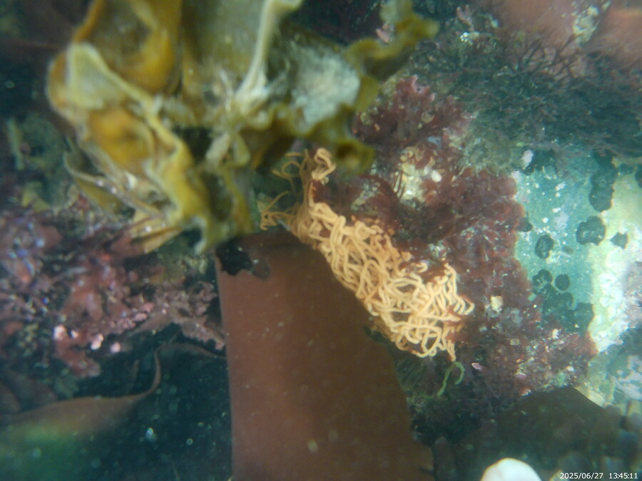 스압주의) 부산바다 스노클링_34.jpg