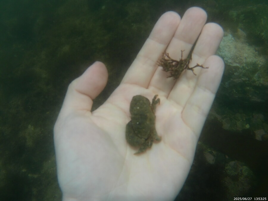 스압주의) 부산바다 스노클링_36.jpg