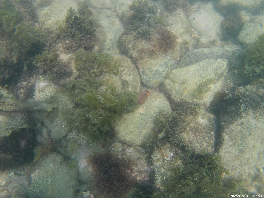 스압주의) 부산바다 스노클링_42.jpg