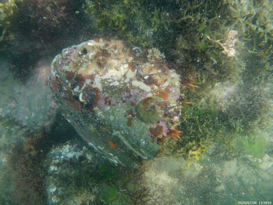 스압주의) 부산바다 스노클링_54.jpg