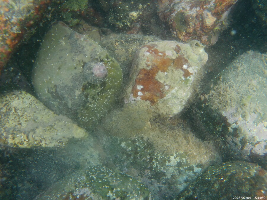 스압주의) 부산바다 스노클링_49.jpg