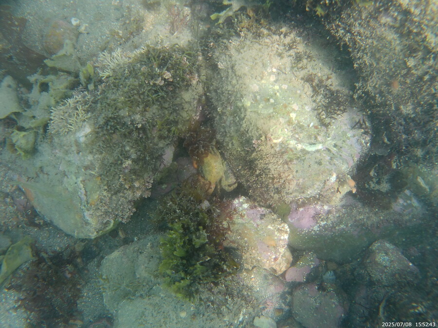 스압주의) 부산바다 스노클링_56.jpg