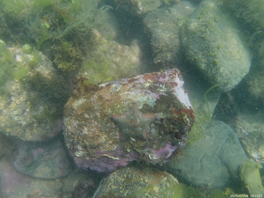 스압주의) 부산바다 스노클링_52.jpg