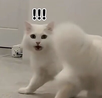 엄마를 발견한 고양이_1.png