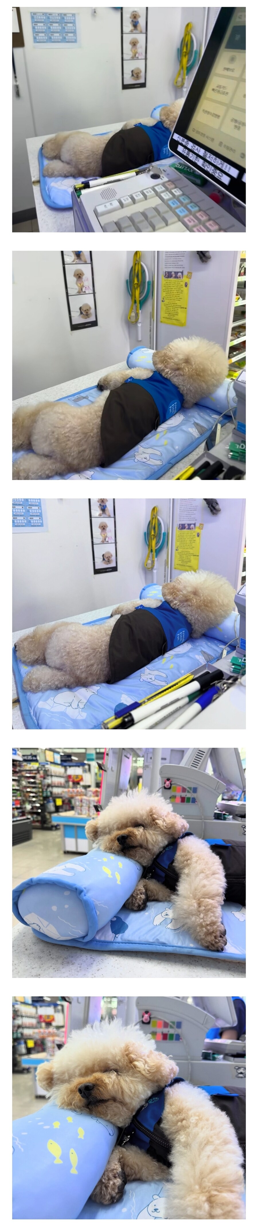 알바야 난 잘게 니가 수고 좀 해라_1.jpg