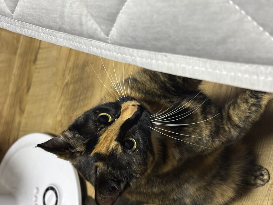 고양이 귀여워_6.jpg