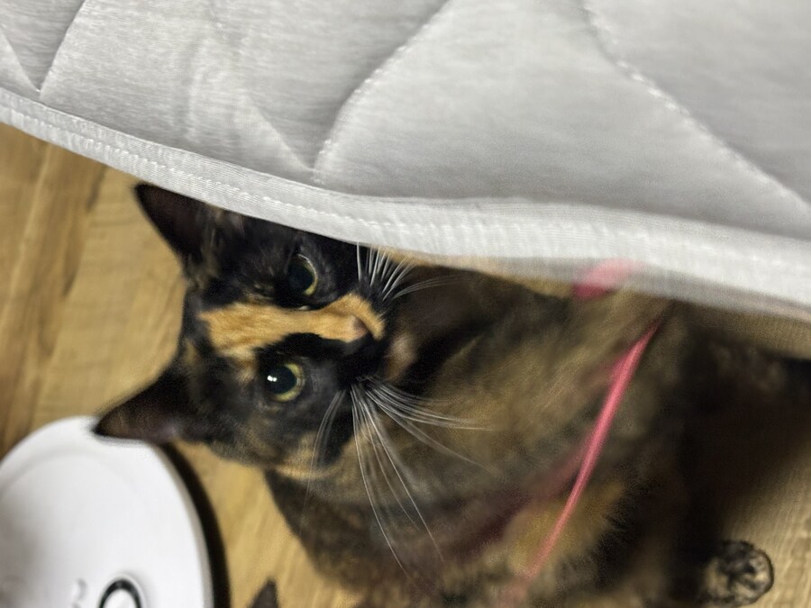 고양이 귀여워_8.jpg