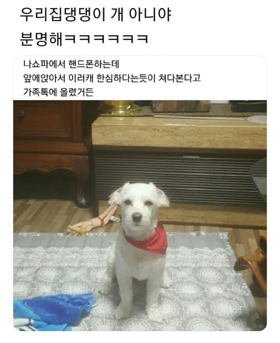 우리집 멍뭉이 저거 분명히 개 아니야ㅋㅋㅋ.jpg